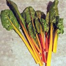 Fantasia Orange Swiss Chard Fresh Seeds Fast Shipping