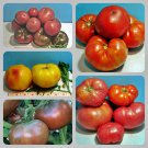 Favorite Slicer Tomato Seed Kit Grown To Organic Standards Fresh Seeds Fast Shipping
