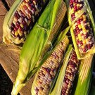 Festivity Sweet Corn Ossipged Fresh Seeds Fast Shipping