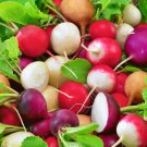 Fiesta Blend Mix Radish Garden Fun For Kids Fresh Seeds Fast Shipping