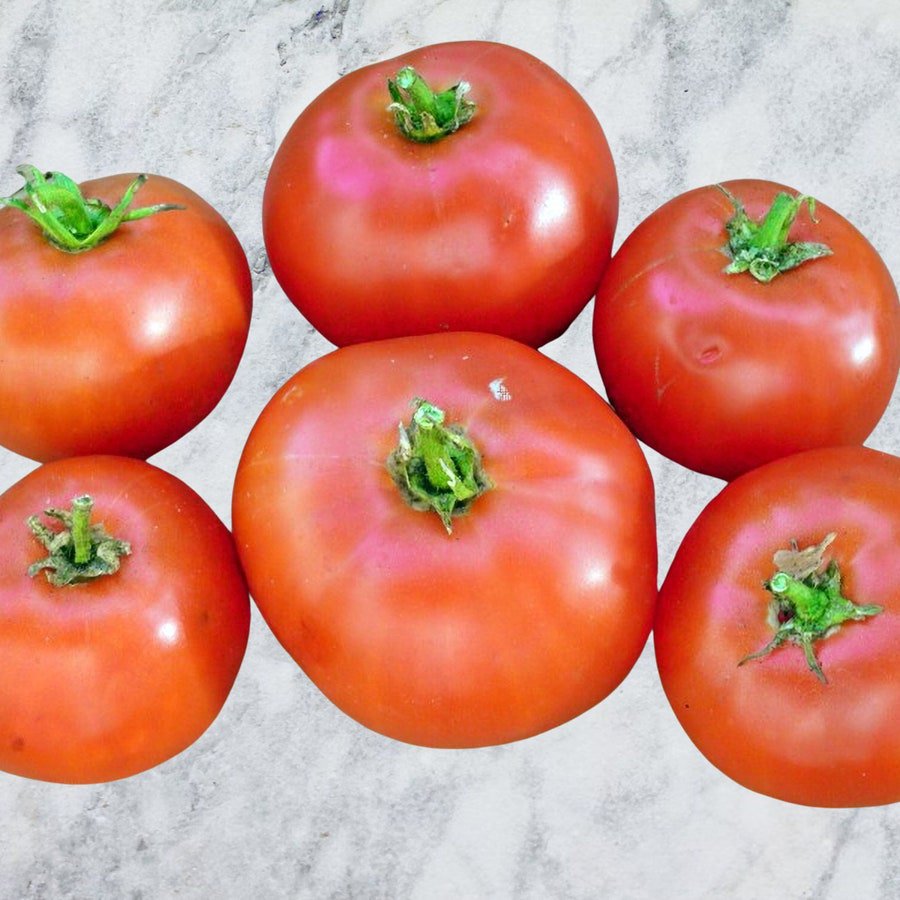 Fireworks Tomato Seeds Vegetable Fresh Seeds Fast Shipping