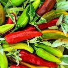 Fish Hot Pepper Vegetable Seeds Fresh Seeds Fast Shipping