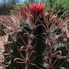 Fishhook Barrel Cactus Seeds Ferocactus Wislizenii 20 Seeds Fresh Seeds Fast Shipping