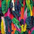Five Color Australian Silverbeet Fresh Seeds Fast Shipping