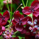 Fiveleaf Akebia Chocolate Vine Seeds Akebia Quinata 5 Seeds Fresh Seeds Fast Shipping
