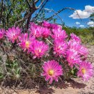Flabby Pincushion Cactus Seeds Coryphantha Macromeris 20 Seeds Fresh Seeds Fast Shipping