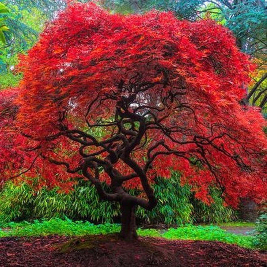 Flame Amure Maple Tree Seeds Acer Tataricum Ginnala 15 Seeds Fresh Seeds Fast Shipping