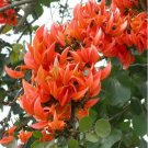 Flame Of The Forest Tree Seeds Butea Monosperma 5 Seeds Fresh Seeds Fast Shipping