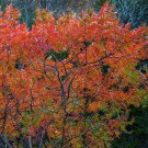 Flameleaf Sumac Tree Seeds Schmaltzia Copallinum 40 Seeds Fresh Seeds Fast Shipping