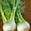 Florence Fennel Herb Fresh Seeds Fast Shipping