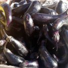 Florida Market Eggplant Fresh Seeds Fast Shipping