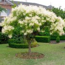 Flowering Ash Tree Seeds Fraxinus Ornus 20 Seeds Fresh Seeds Fast Shipping