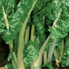 Fordhook Giant Swiss Chard Vegetable Fresh Seeds Fast Shipping