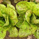Forellenschluss Romaine Lettuce Speck Trout Back Vegetable Seeds Fresh Seeds Fast Shipping