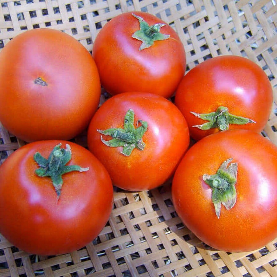 Forest Fire Tomato Gourmet Extra Early Grown To Organic Standards Fresh Seeds Fast Shipping