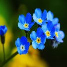 Forget Me Not Blue Flower Seeds Myosotis Alpestris Blue 200 Seeds Fresh Seeds Fast Shipping