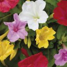 Four O Clock Mix Flower Seeds Mirabilis Jalapa Mix 50 Seeds Fresh Seeds Fast Shipping