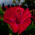 Four O Clock Red Flower Seeds Mirabilis Jalapa 50 Seeds Fresh Seeds Fast Shipping