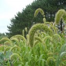 Foxtail Millet Hylander Ornamental Grass Seeds Setaria Italica 50 Seeds Fresh Seeds Fast Shipping