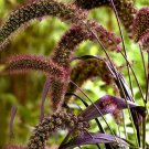 Foxtail Millet Red Jewel Ornamental Grass Seeds Setaria Italica 35 Seeds Fresh Seeds Fast Shipping