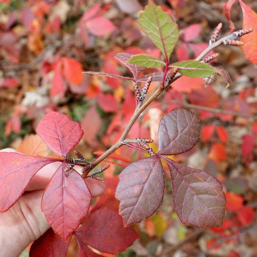 Fragrant Sumac Tree Seeds Rhus Aromatica Konza 25 Seeds Fresh Seeds Fast Shipping
