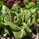 Freckles Romaine Lettuce Vegetable Fresh Seeds Fast Shipping
