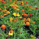 French Marigold Sparky Mix Companion Plant Pot Marigold Edible Flower Fresh Seeds Fast Shipping