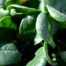 French Viroflay Spinach Seeds Fresh Seeds Fast Shipping