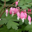 Fringed Bleeding Heart Plant Seeds Dicentra Eximia 10 Seeds Fresh Seeds Fast Shipping