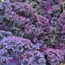 Frisé Rouge Kale Vegetable Seeds Fresh Seeds Fast Shipping