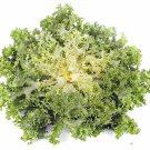 Frisee Endive Seeds Vegetable Seeds Fresh Seeds Fast Shipping