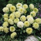 Gaillardia Sundance Creamy White Flower Seeds Gaillardia Pulchella 50 Seeds Fresh Seeds Fast Shippin