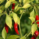 Garden Bird Thai Hot Pepper Vegetable Seeds Fresh Seeds Fast Shipping