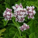 Garden Heliotrope Herb Seeds Valeriana Officinalis 200 Seeds Fresh Seeds Fast Shipping
