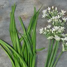 Garlic Chives S Garden Fresh Seeds Fast Shipping