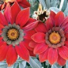 Gazania Kiss Frosty Red Flower Seeds Gazania Rigens 10 Seeds Fresh Seeds Fast Shipping