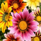 Gazania Splendens Mix Flower Seeds Gazania Splendens 30 Seeds Fresh Seeds Fast Shipping