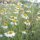 German Chamomile Herb Edible Flowers Garden Fresh Seeds Fast Shipping