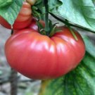 German Johnson Tomato Grown To Organic Standards Fresh Seeds Fast Shipping