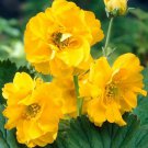 Geum Lady Stratheden Flower Seeds Geum Chiloense 50 Seeds Fresh Seeds Fast Shipping