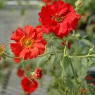 Geum Mrs Bradshaw Flower Seeds Geum Chiloense 50 Seeds Fresh Seeds Fast Shipping
