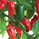 Ghost Pepper Plant Seeds Bhut Jolokia 25 Seeds Fresh Seeds Fast Shipping