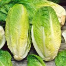 Giant Caesar Romaine Lettuce Vegetable Seeds Fresh Seeds Fast Shipping