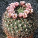 Giant Chin Cactus Seeds Gymnocalycium Saglione 25 Seeds Fresh Seeds Fast Shipping