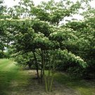 Giant Dogwood Tree Seeds Cornus Controversa 15 Seeds Fresh Seeds Fast Shipping