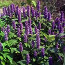 Giant Hyssop Lavender Blue Flower Seeds Agastache Mexicana 50 Seeds Fresh Seeds Fast Shipping