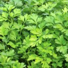 Giant Italian Parsley Culinary Herbs Fresh Seeds Fast Shipping