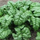 Giant Noble Spinach Microgreens Fresh Seeds Fast Shipping