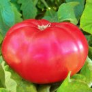 Giant Pink Belgium Tomato Large Pink Beefsteak Organic Standards Fresh Seeds Fast Shipping