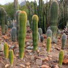 Giant Saguaro Cactus Seeds Carnegiea Gigantea 25 Seeds Fresh Seeds Fast Shipping